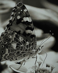 Close-up of butterfly on flower