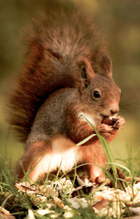 Close-up of squirrel