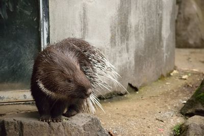 Porcupine by wall