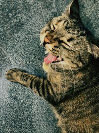 High angle view of cat yawning