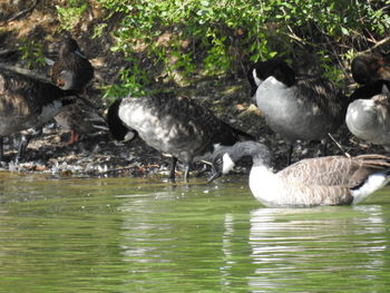 Ducks in a lake