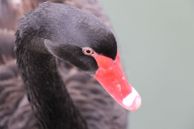 Close-up of swan