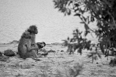 Monkeys sitting on field