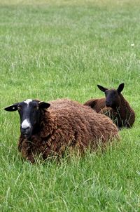 Portrait of a sheep on grassy field