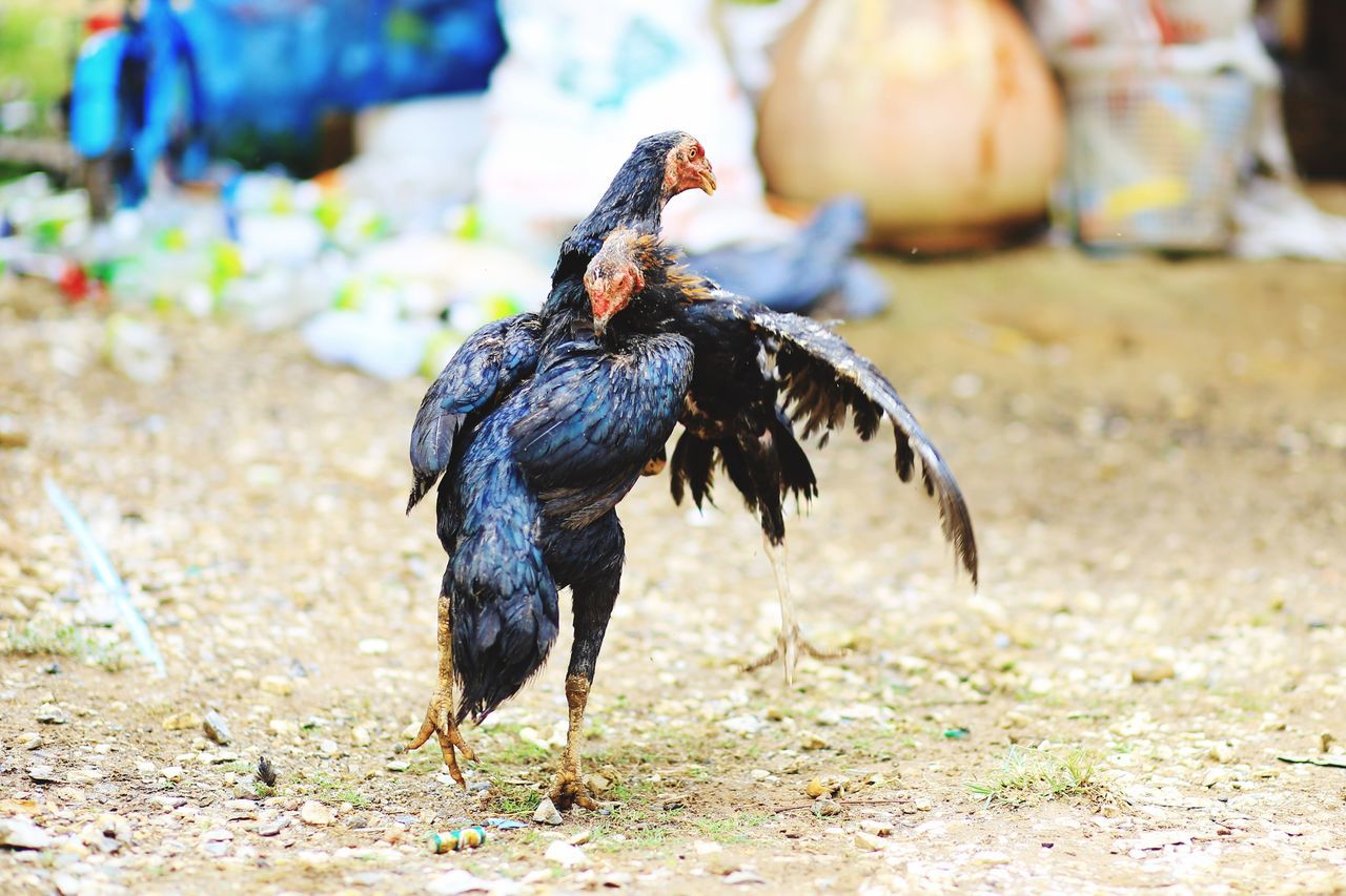 Fighting chickens