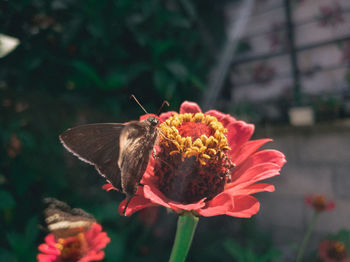 Close-up of butterfly pollinating on flower