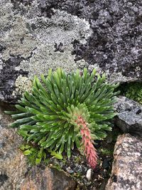 High angle view of plant on rock