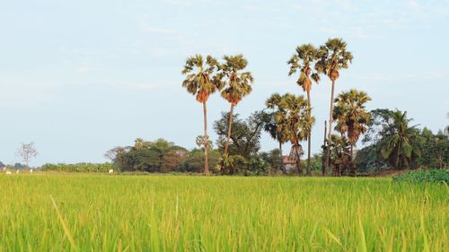 Scenic view of agricultural field against sky