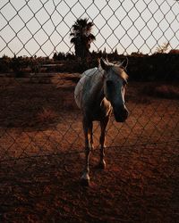 Horse in ranch against clear sky