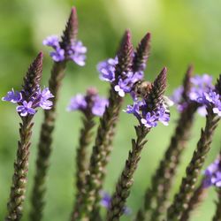 Close-up of purple flowering plant