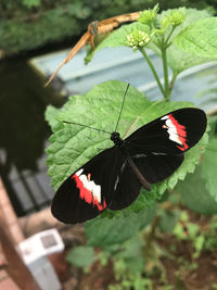 Butterfly on leaf