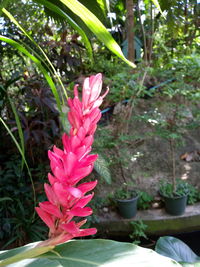 Close-up of pink flower