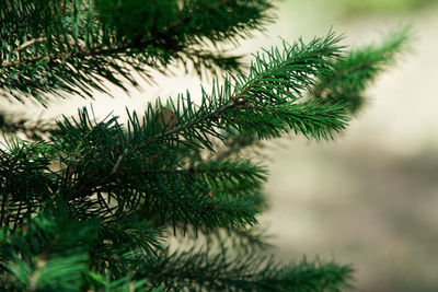 Close-up of pine tree