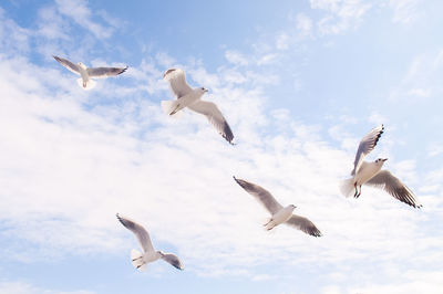 Low angle view of seagulls flying