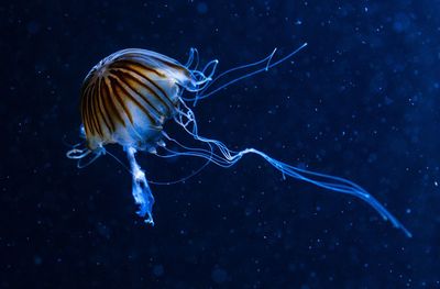 Close-up of jellyfish in water