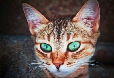 Close-up portrait of cat