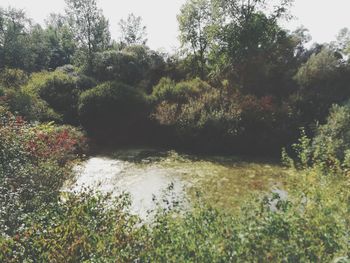 Scenic view of lake amidst trees in forest
