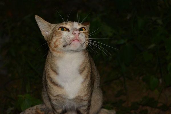 animal themes, one animal, pets, domestic animals, domestic cat, mammal, cat, portrait, looking at camera, feline, whisker, sitting, alertness, focus on foreground, close-up, selective focus, staring, night, no people