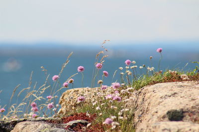 Close-up of pink flowering plants by sea against sky