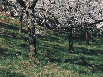 View of cherry tree on field