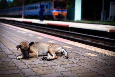 Cat sitting on railroad station platform