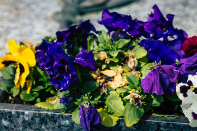 Close-up of purple flowering plants