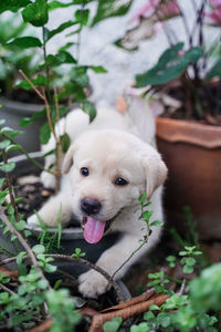 Portrait of dog sticking out tongue