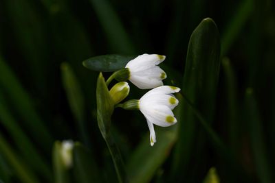 Close-up of white flowering plant