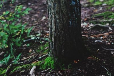 Close-up of tree trunk in forest