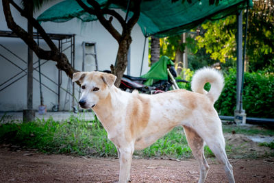 Portrait of a dog looking away