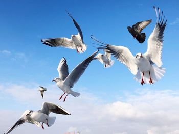 Low angle view of seagulls flying