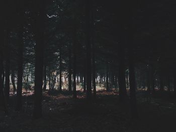 Trees in forest