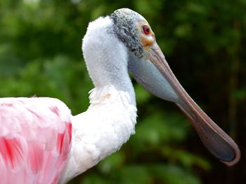 Side view of roseate spoonbill