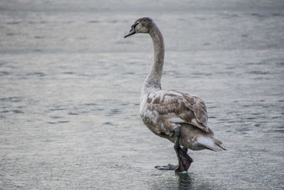 Close-up of pelican on lake