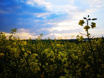 Scenic view of flowering plants on field against sky