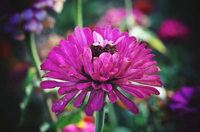 Close-up of insect on pink flower