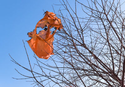Low angle view of orange leaf on bare tree against sky