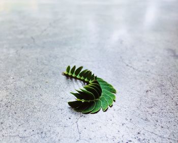 High angle view of leaf on road