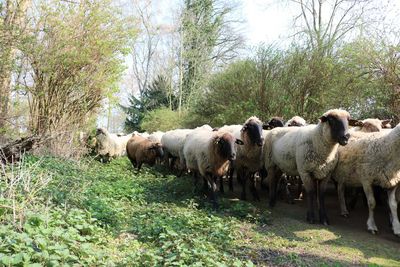 Sheep in a farm