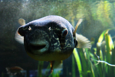 Close-up of turtle swimming in aquarium