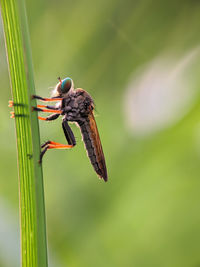 Robberfly resting