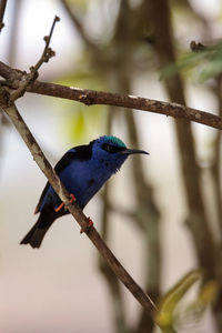 Close-up of bird perching on branch