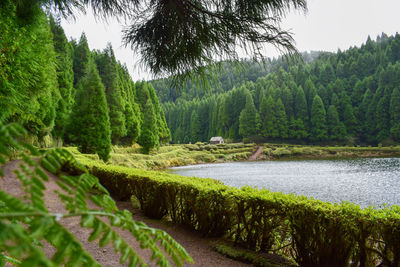 Scenic view of waterfall in forest against sky