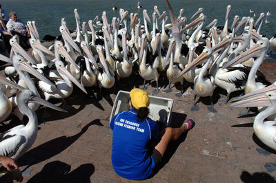 High angle view of birds in sea