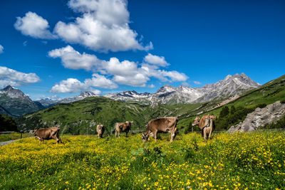 Cows in a flower meadow