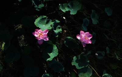 High angle view of pink flowers blooming outdoors