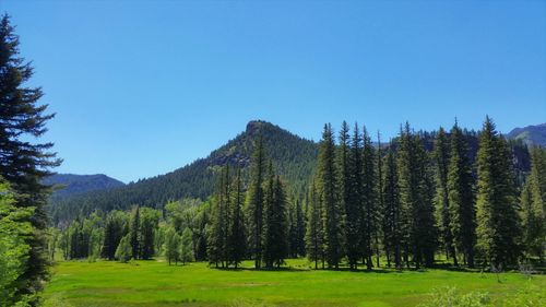 Trees in forest against clear blue sky