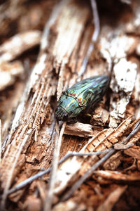 Close-up of insect on wood