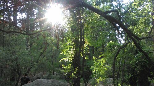 Trees in forest