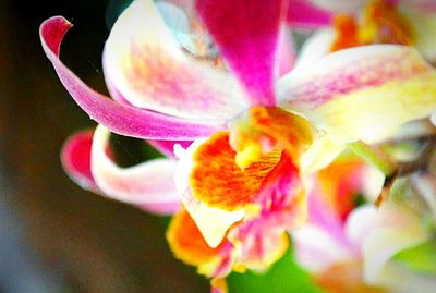 Close-up of pink flower